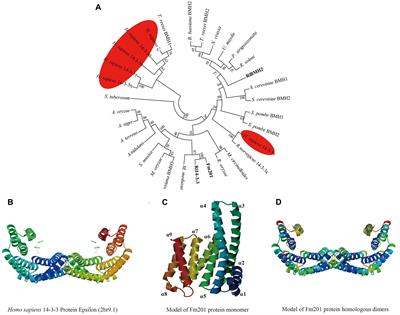 Arbuscular Mycorrhizal Fungal 14-3-3 Proteins Are Involved in Arbuscule Formation and Responses to Abiotic Stresses During AM Symbiosis